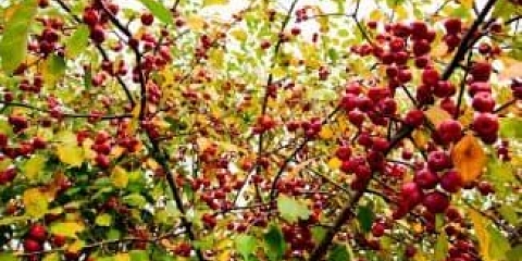 Karakteristike stabala jabuke ranetki